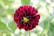 a close up of a red flower with green leaves in the background
