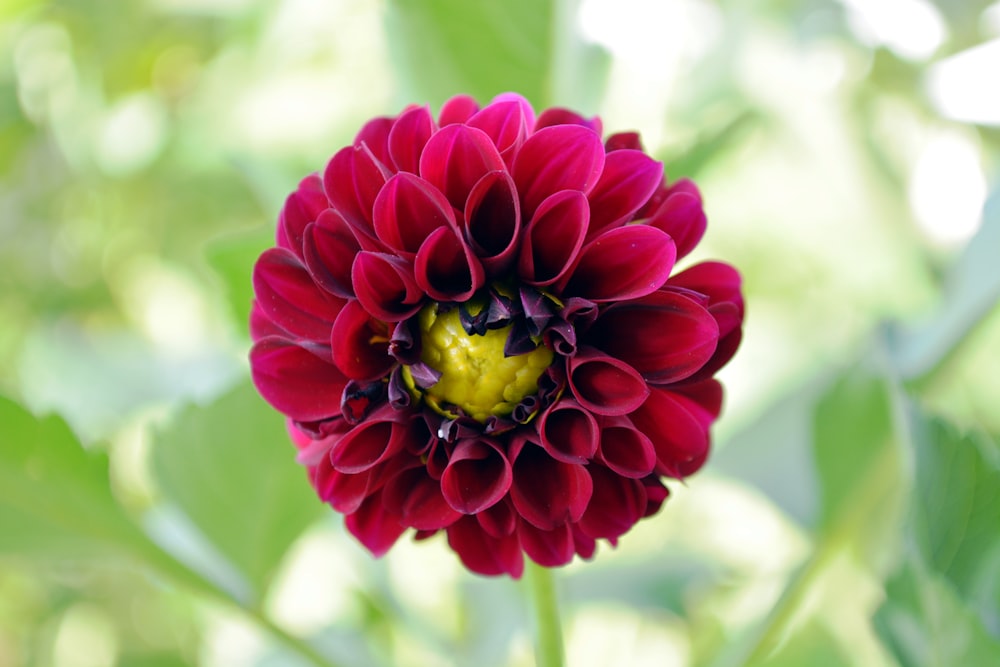 a close up of a red flower with green leaves in the background