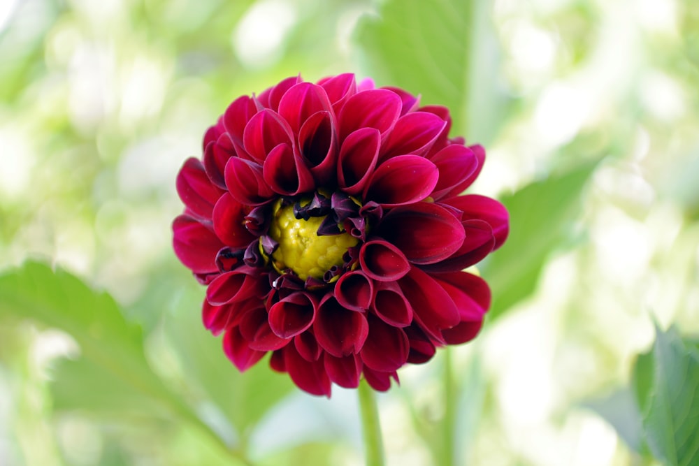 a close up of a red flower with green leaves in the background