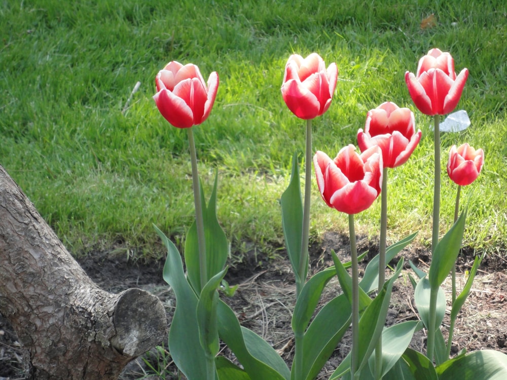 a group of red tulips growing in a garden