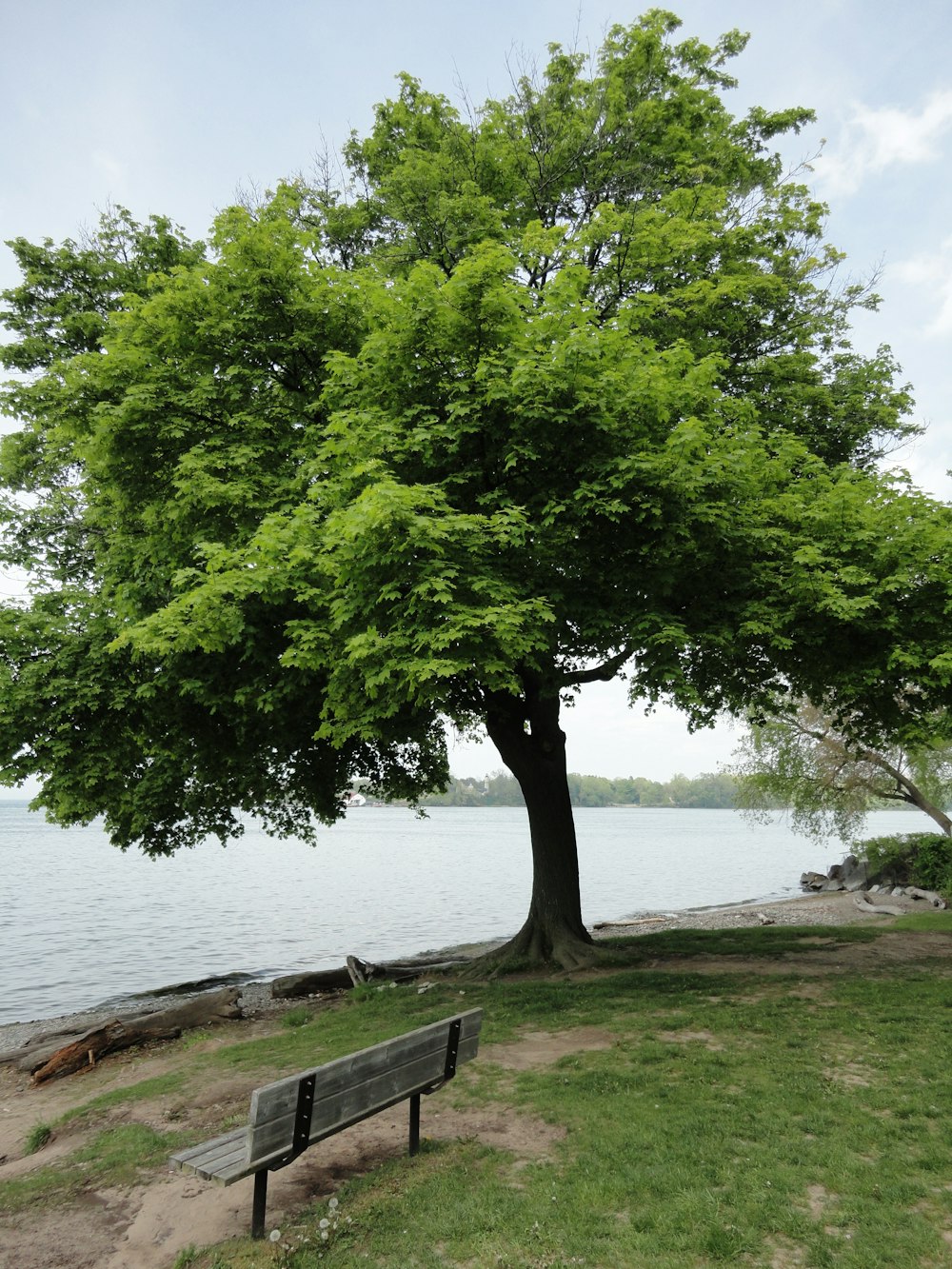 a bench under a tree near a body of water