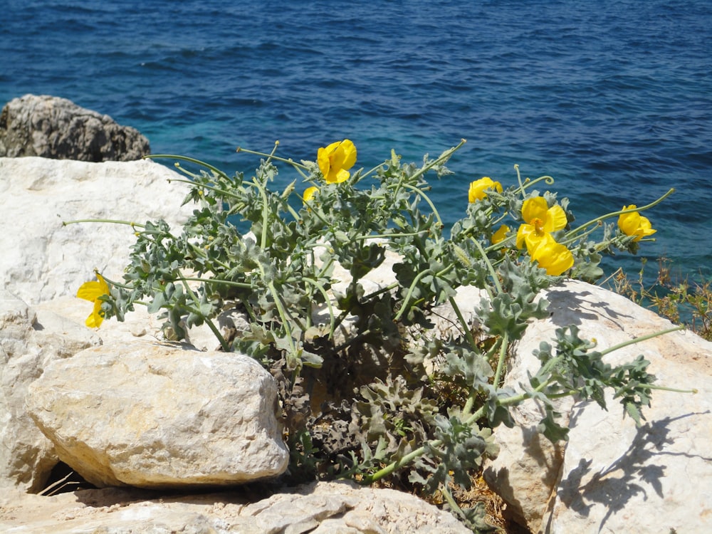 yellow flowers growing out of the rocks by the water