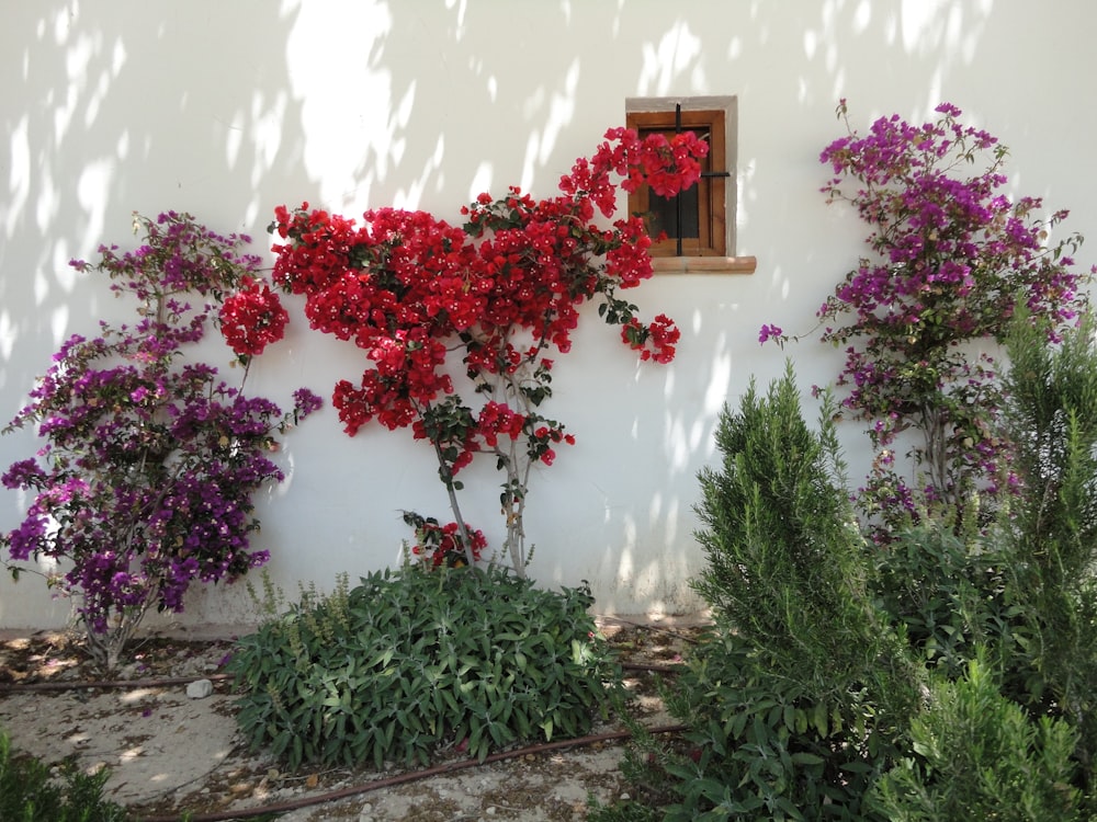 a white wall with red and purple flowers on it