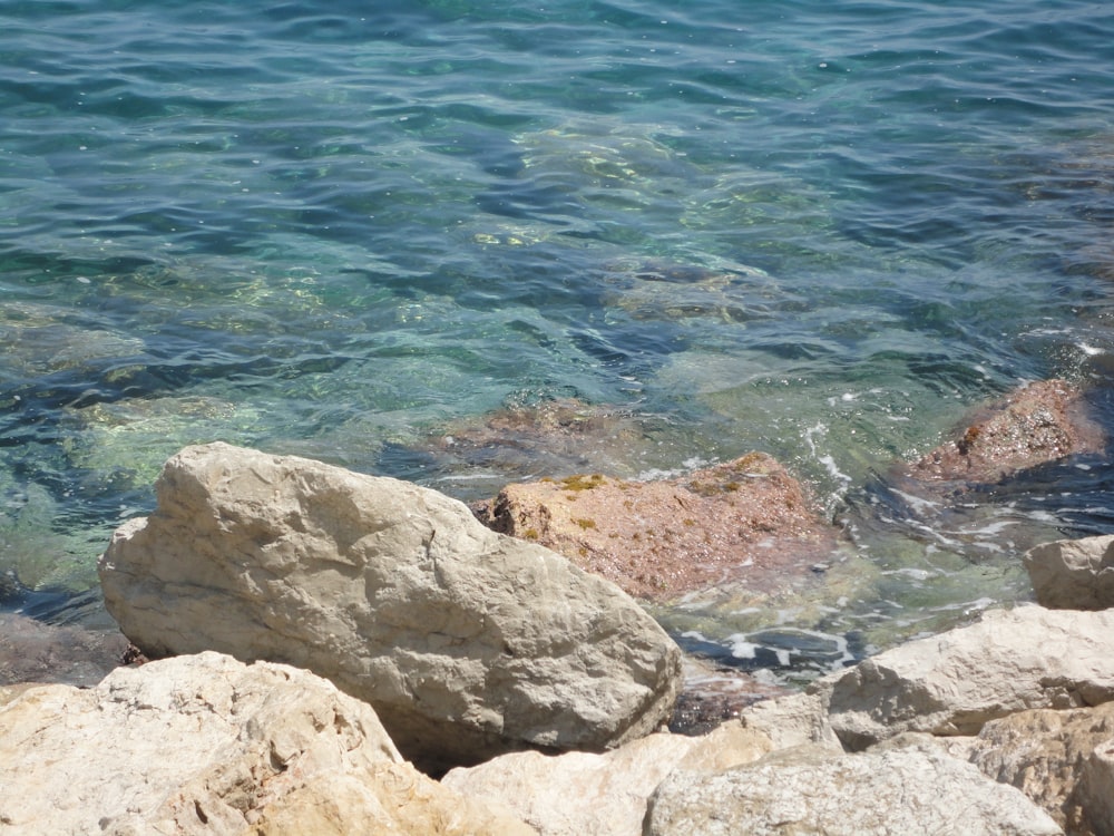 a bird sitting on top of a rock near the ocean