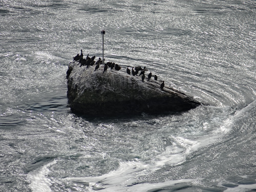 a flock of birds sitting on top of a rock in the ocean