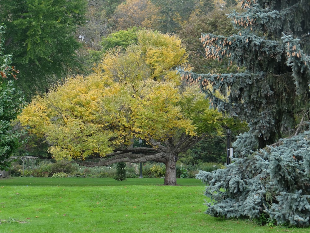 a park with a bench and trees in the background