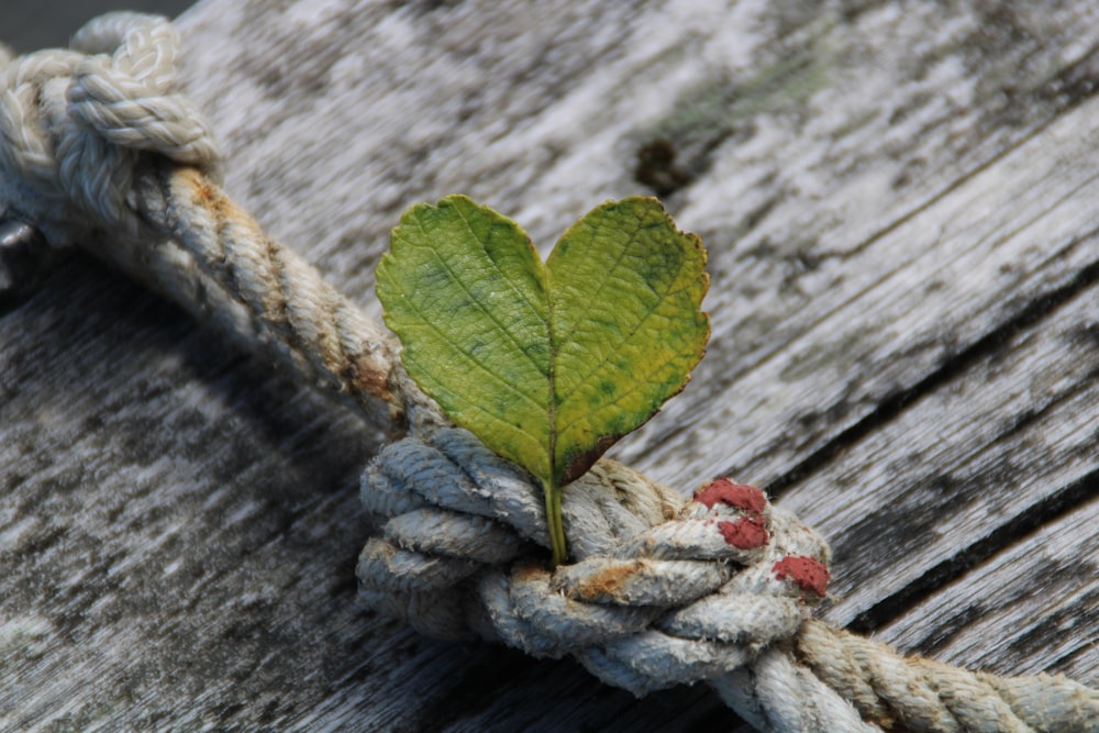 a rope with a green leaf on top of it