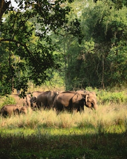 a herd of elephants walking through a lush green forest