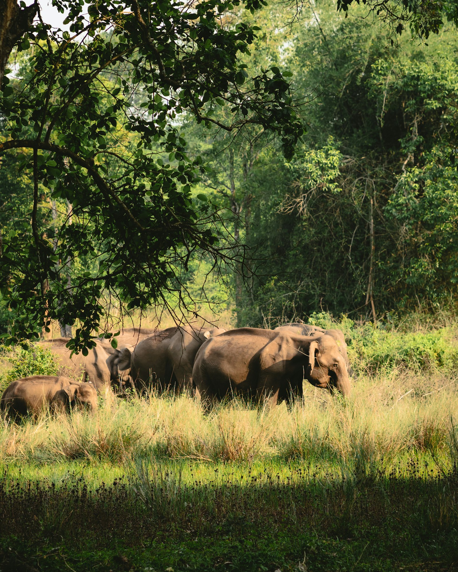 Wayanad Wildlife Sanctuary: Kerala's Elephant Corridor — wildlife photography article cover