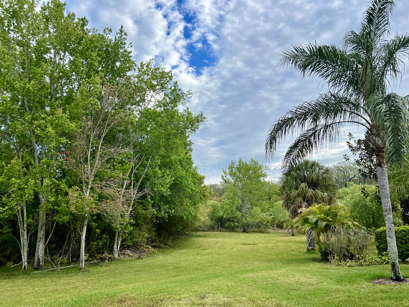 A green, tree-lined vacant lot with a palm under a blue Florida sky