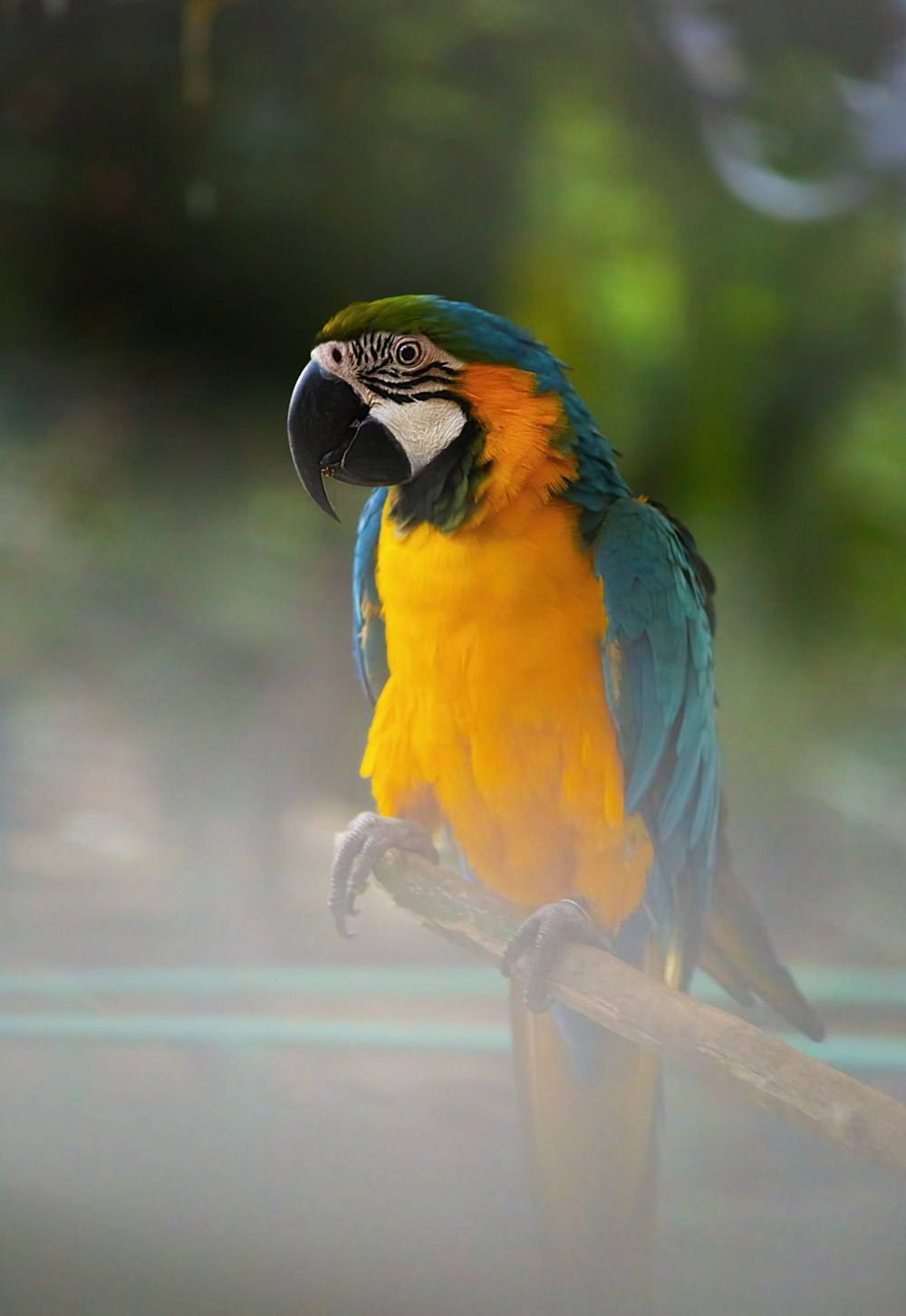 a colorful parrot perched on top of a tree branch