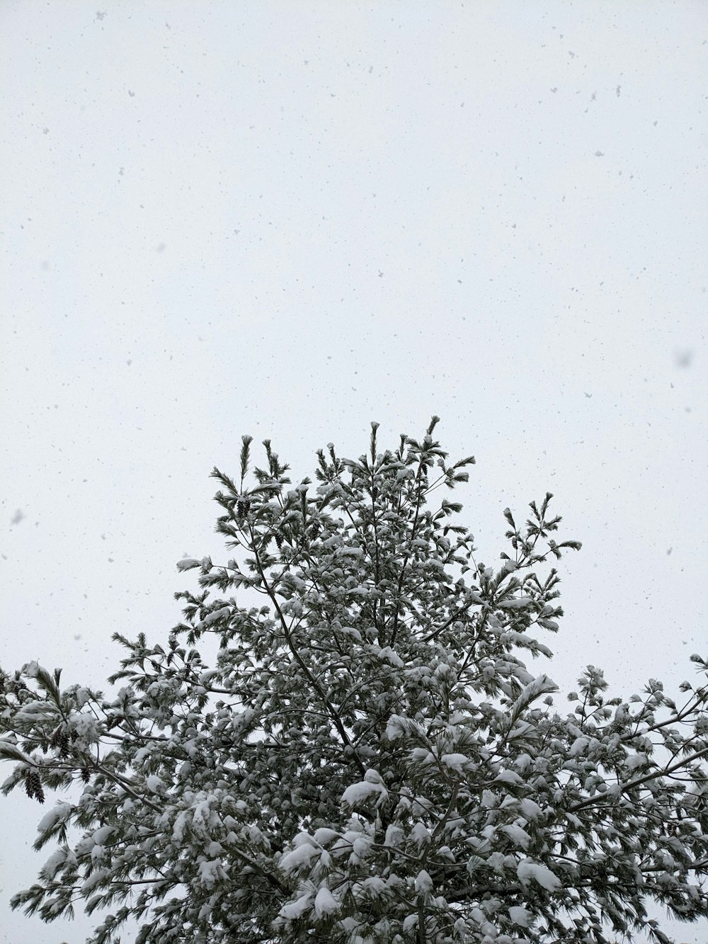 a tree covered in snow with a sky background