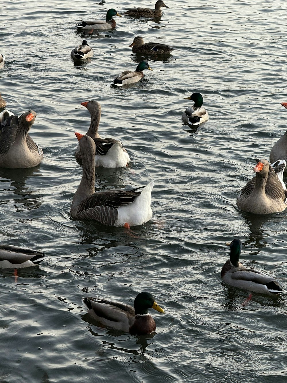 a flock of ducks floating on top of a lake