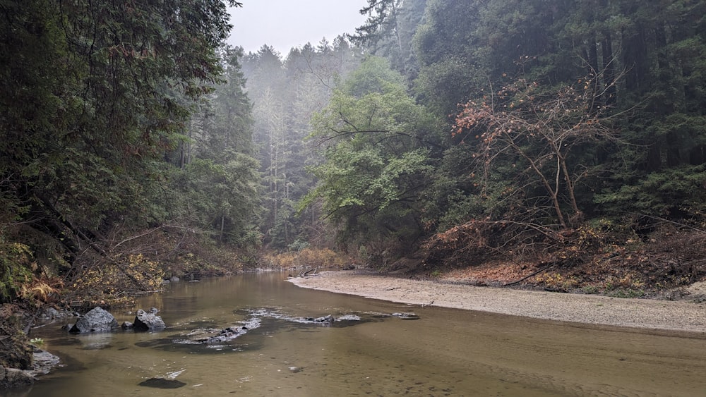 a river running through a forest filled with lots of trees