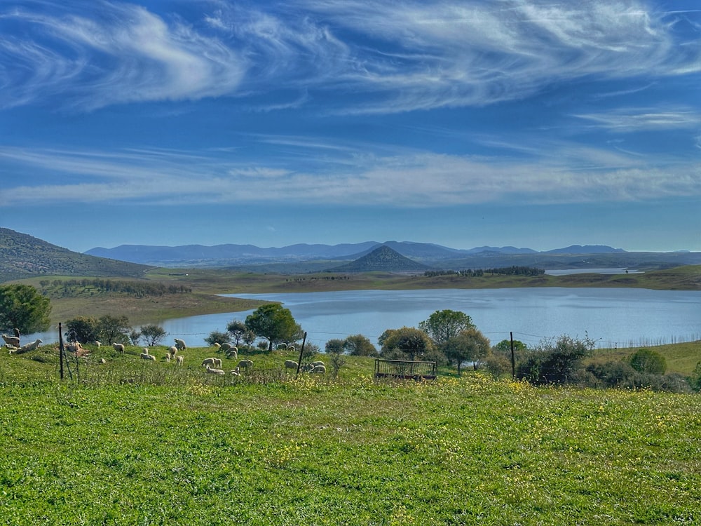 a field with a lake and mountains in the background