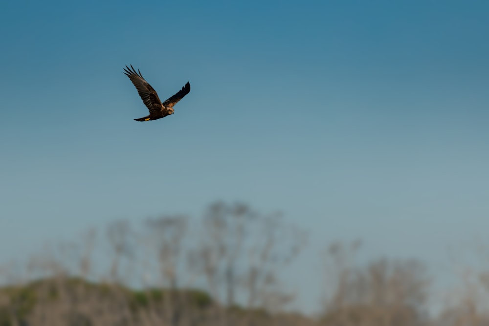 a bird flying in the air with trees in the background