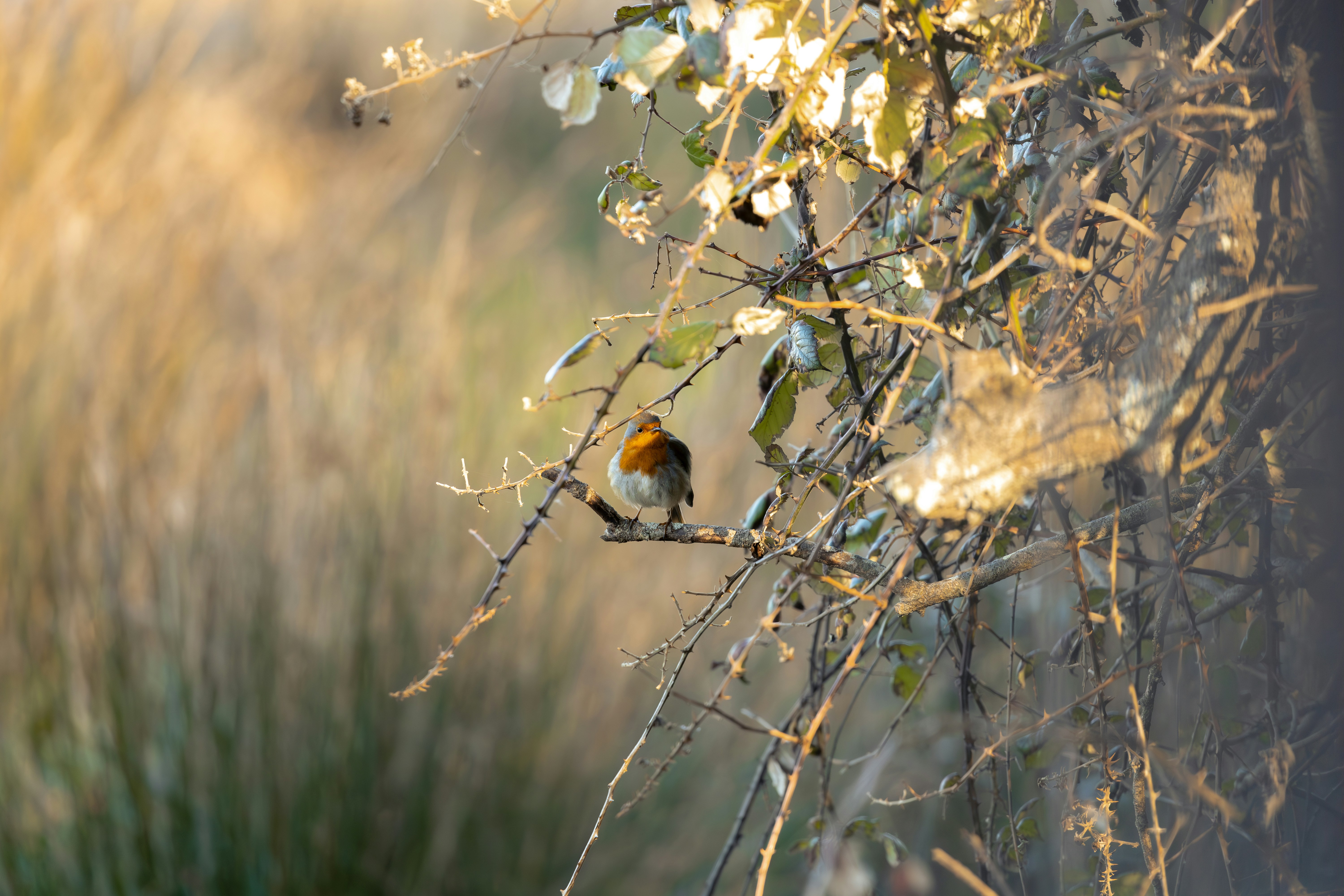 Photo by edoardoalesse