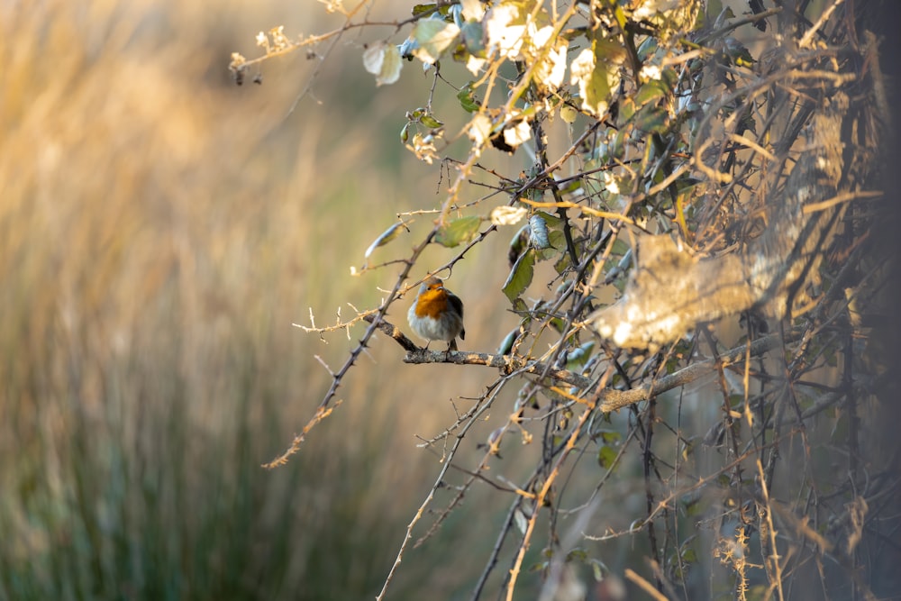 a small bird perched on top of a tree branch