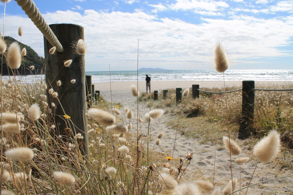 a sandy beach with tall grass and a person in the distance