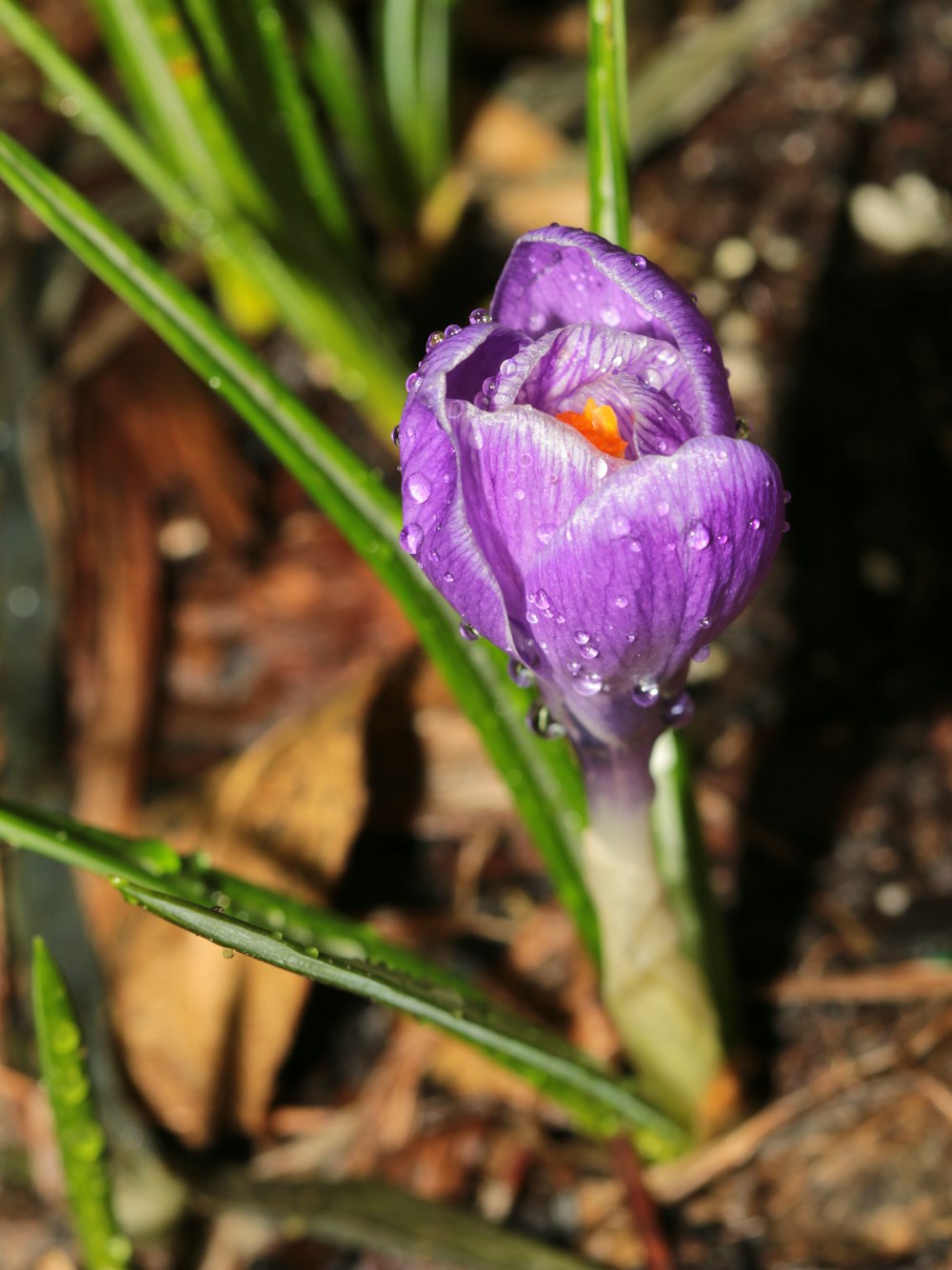 a close up of a purple flower with drops of water on it