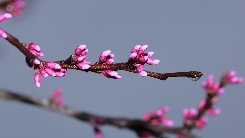 a branch of a tree with pink flowers