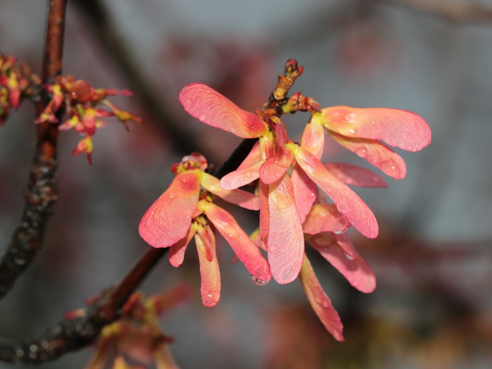 a close up of a flower on a tree branch