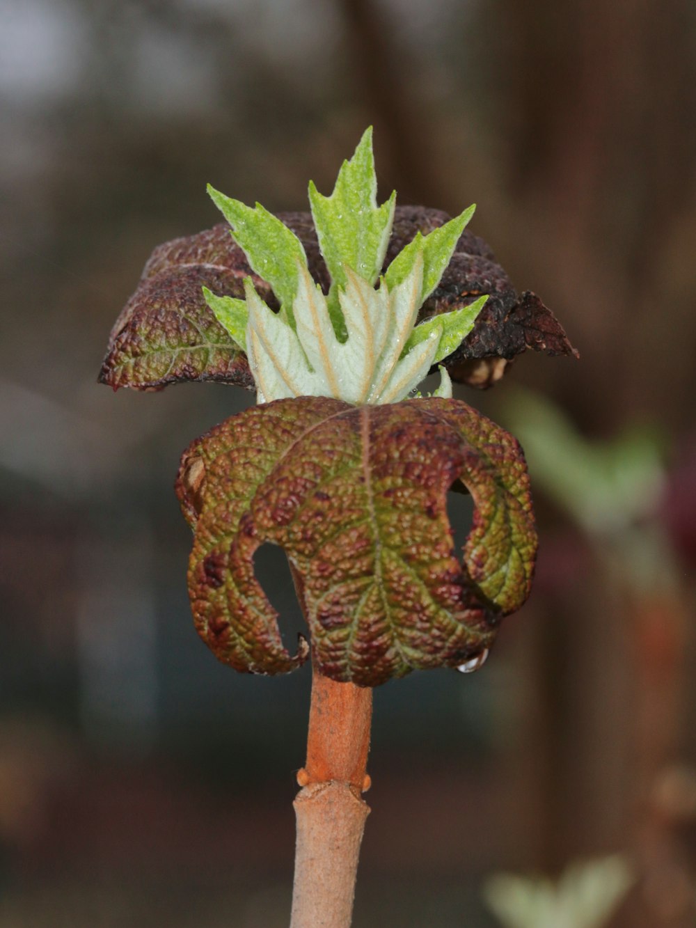 a close up of a flower on a stem