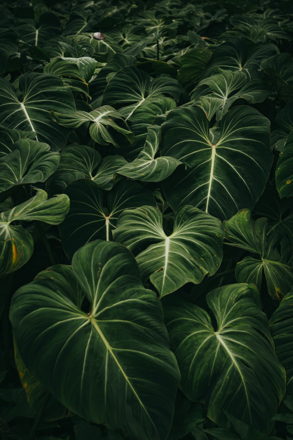 畑の真ん中にある大きな緑の葉の茂った植物