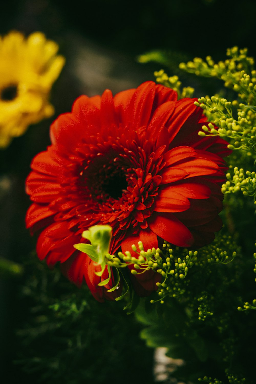 a close up of a red flower with other flowers in the background