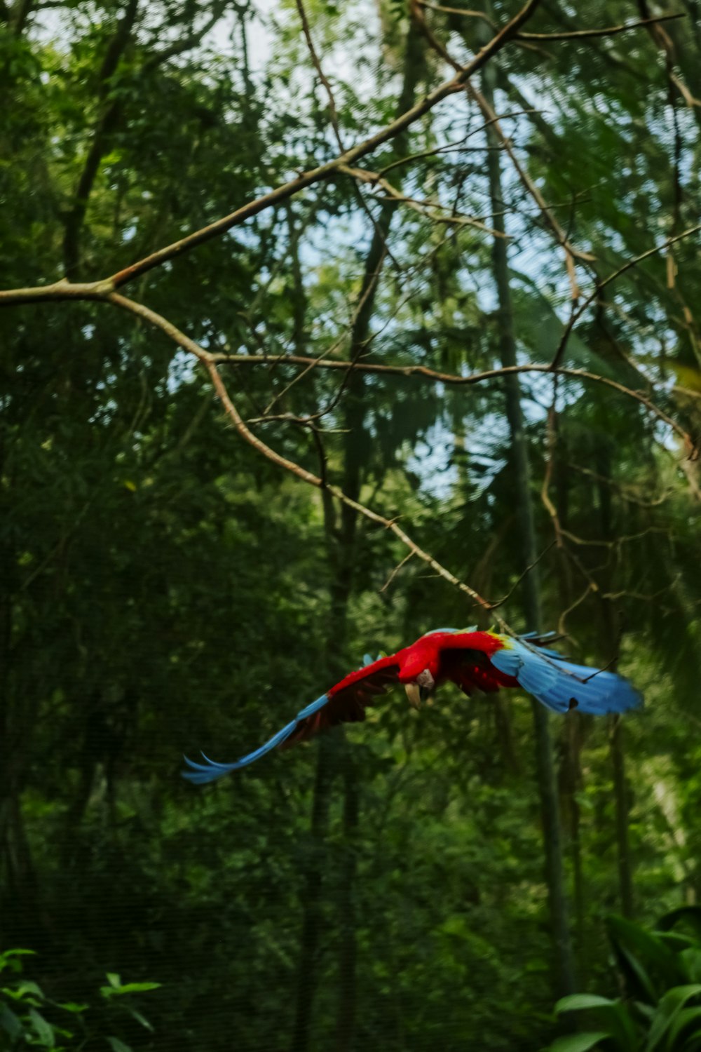 a colorful bird flying through a forest filled with trees