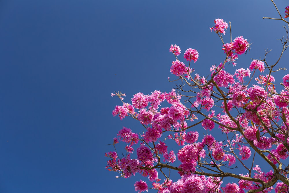 a tree with pink flowers in the foreground and a blue sky in the background