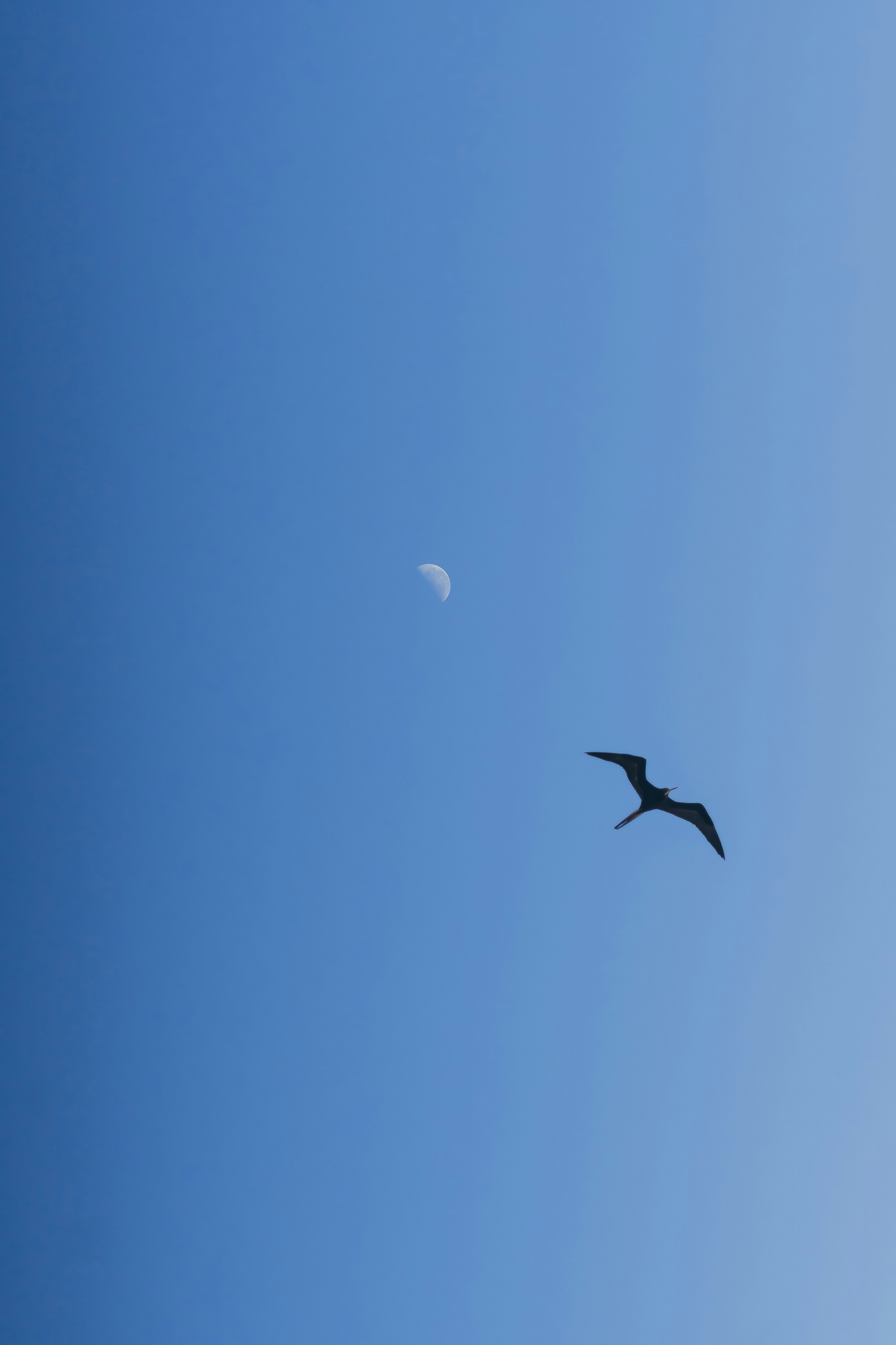 a bird flying in the sky with a half moon in the background
