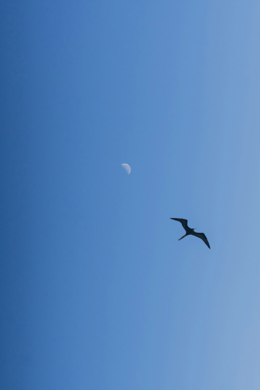 a bird flying in the sky with a half moon in the background