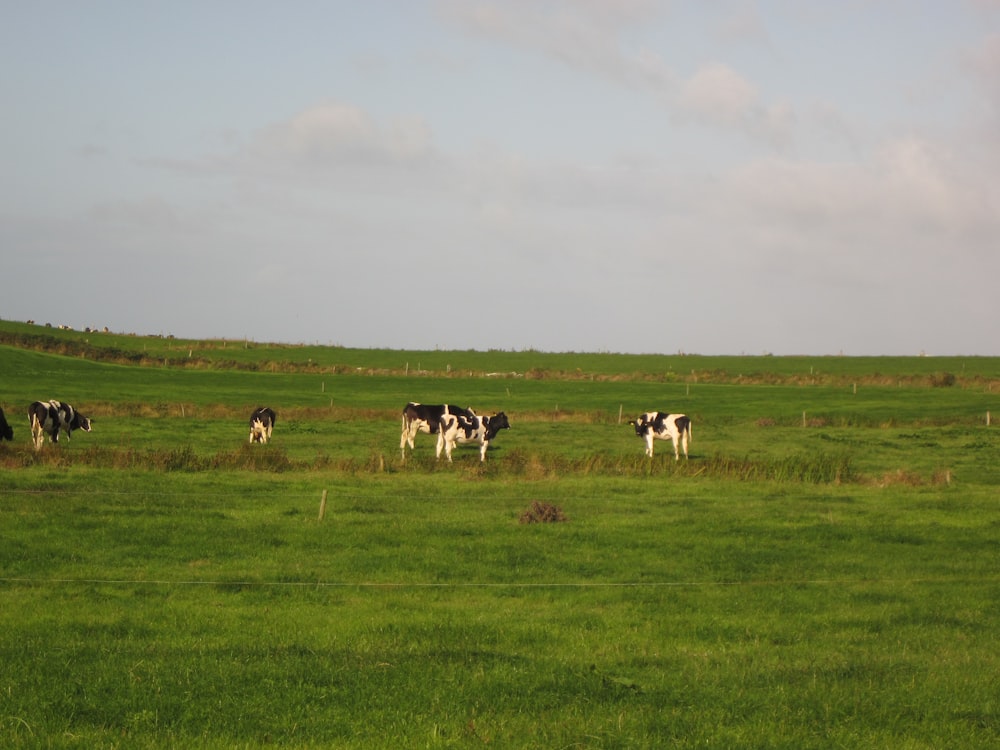 a herd of cattle grazing on a lush green field