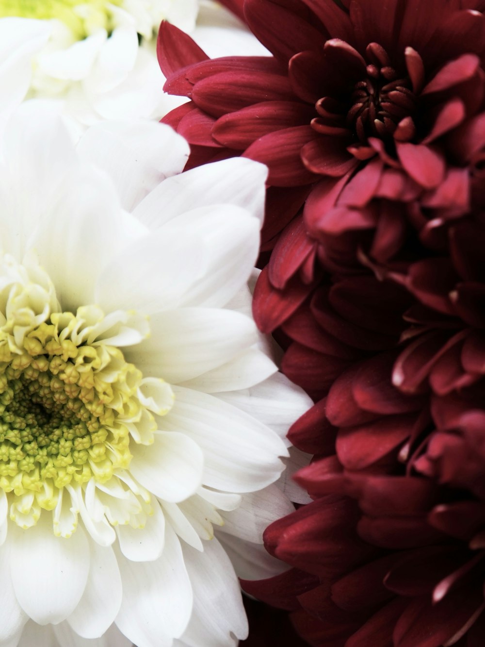 Eine Nahaufnahme von drei verschiedenfarbigen Blumen