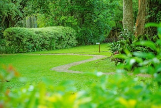 a lush green park with a path in the middle of it