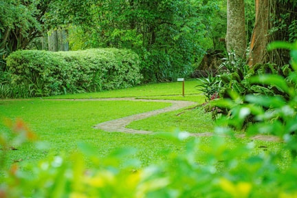 a lush green park with a path in the middle of it