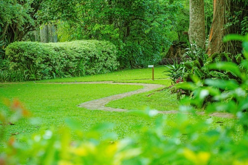 a lush green park with a path in the middle of it