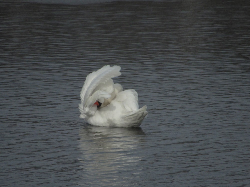 a white swan is floating in the water