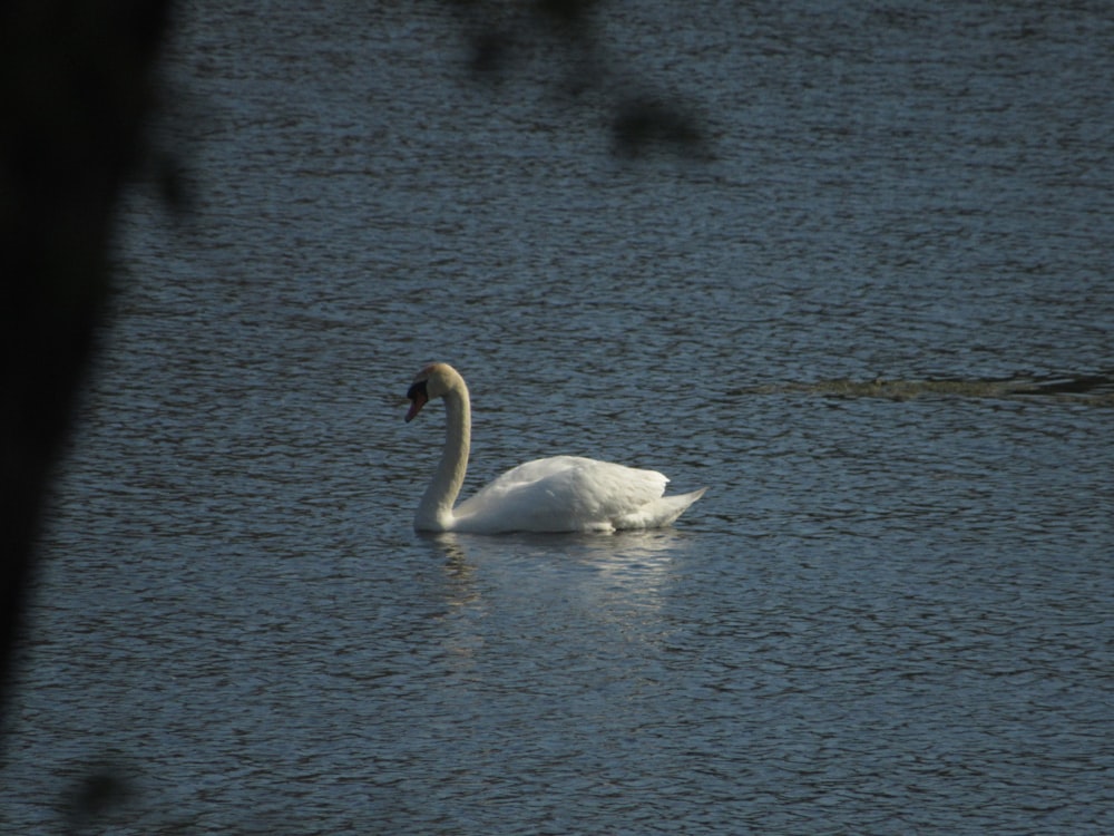 a white swan is swimming in the water