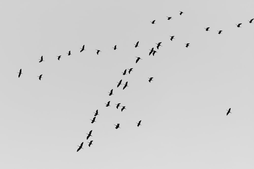 a flock of birds flying in the sky