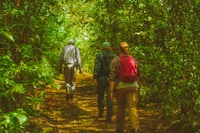 a couple of people that are walking in the woods