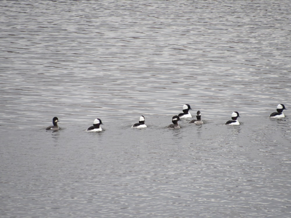 a flock of ducks floating on top of a lake