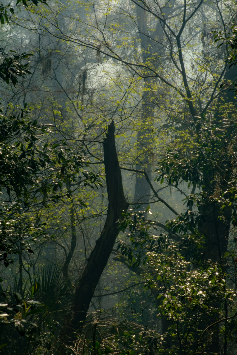 a forest filled with lots of green trees