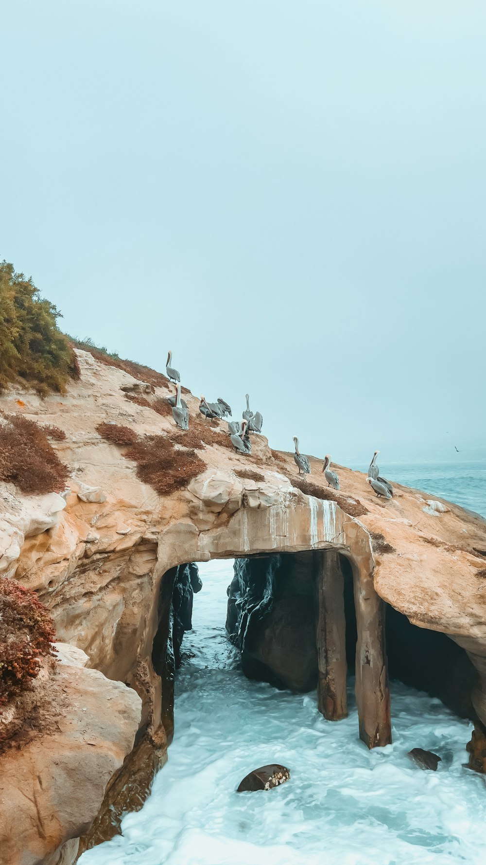 a group of birds sitting on top of a rock formation