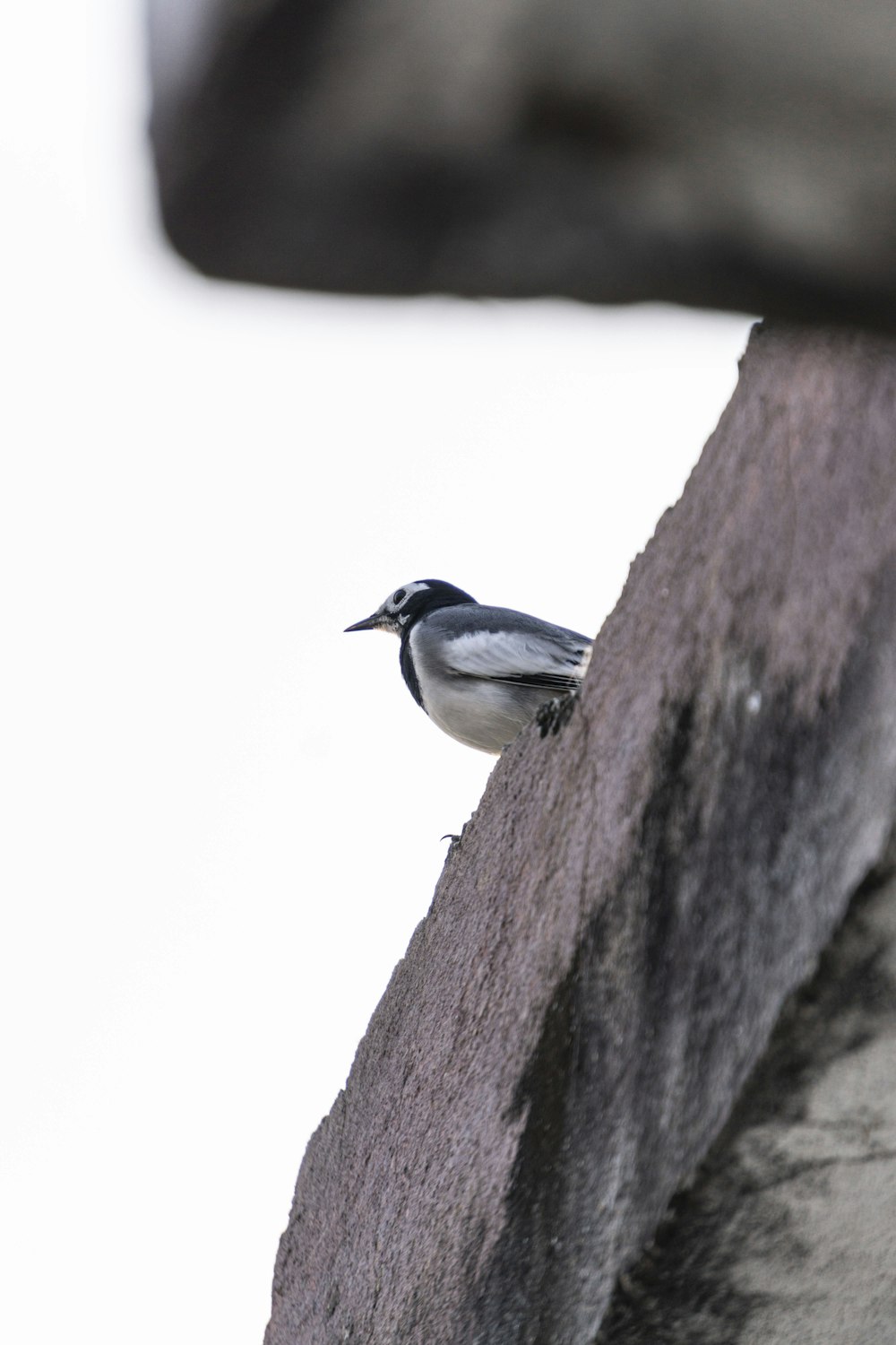 a small bird perched on the edge of a wall