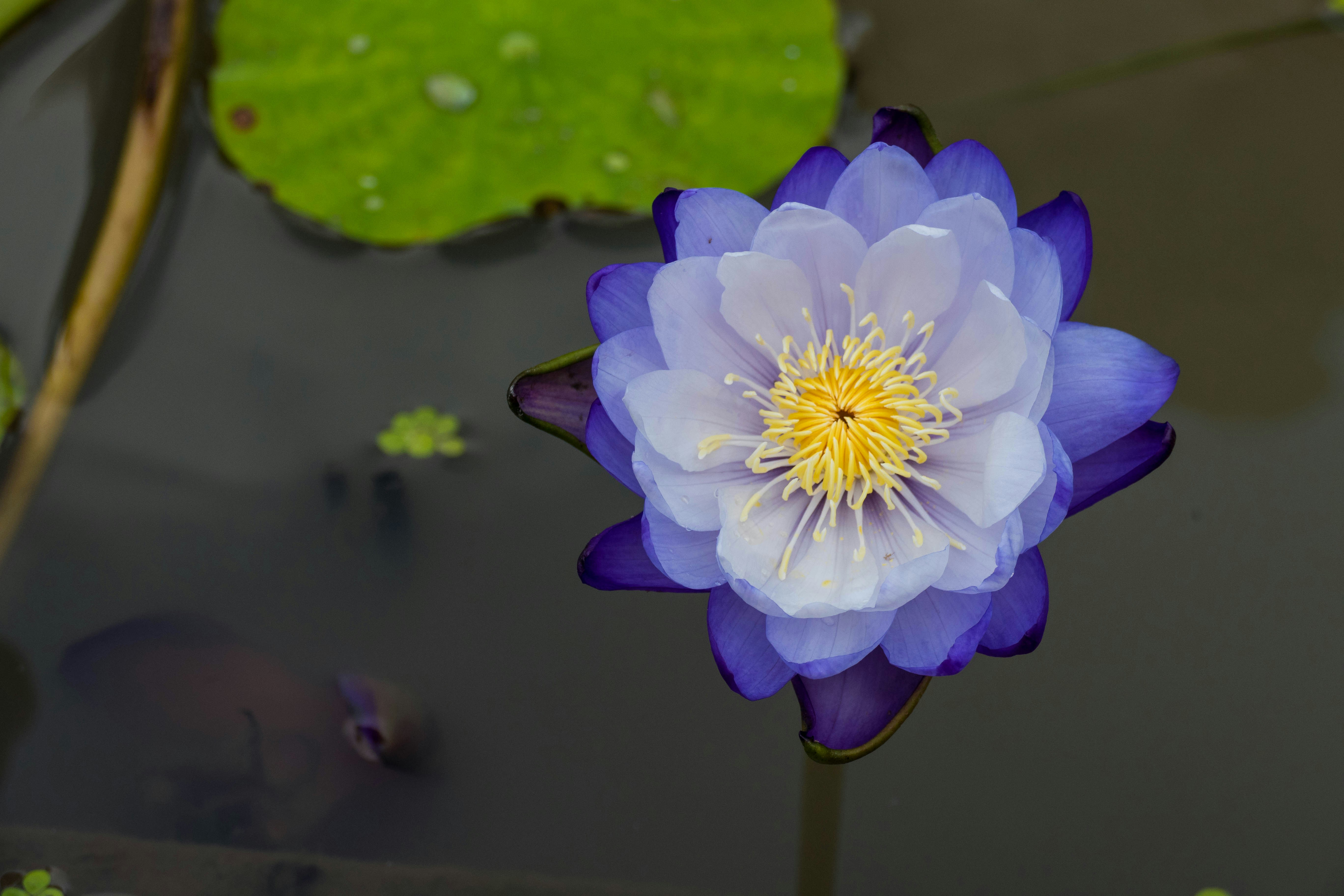 a blue and white water lily in a pond