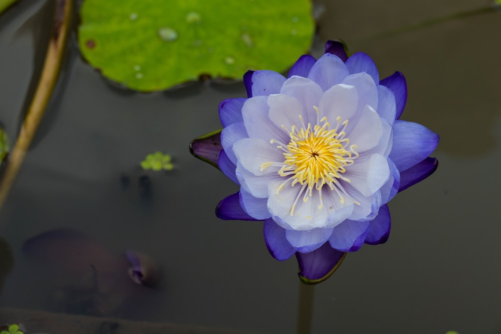 a blue and white water lily in a pond