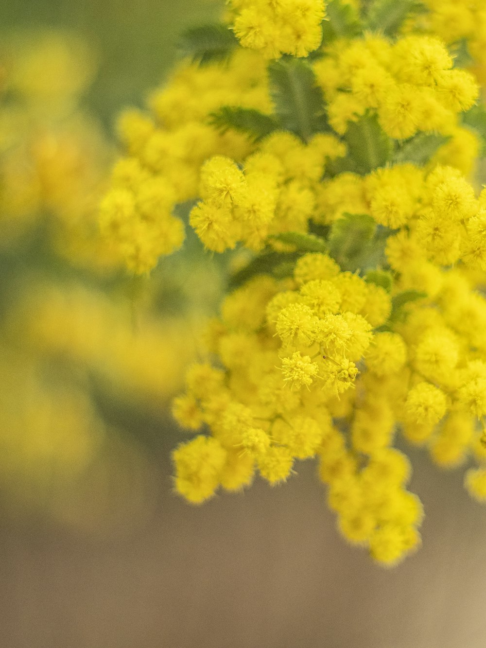 a close up of a bunch of yellow flowers