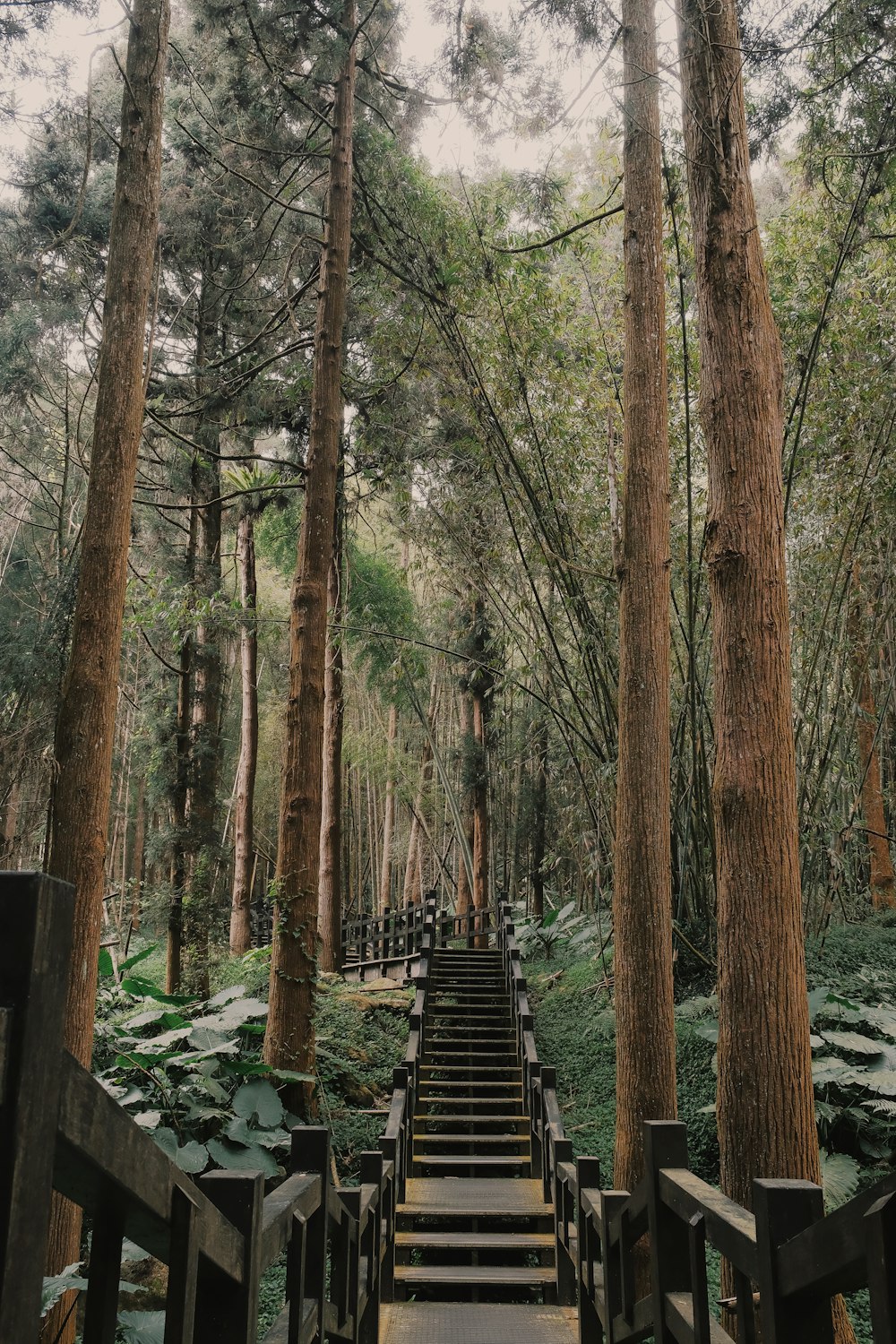 a set of stairs in the middle of a forest